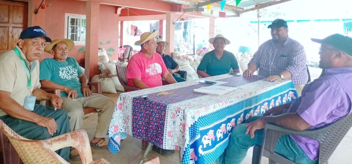 Productores de Nueva Arenosa afinan estrategias con apoyo del MIDA para el ciclo cafetalero 2026