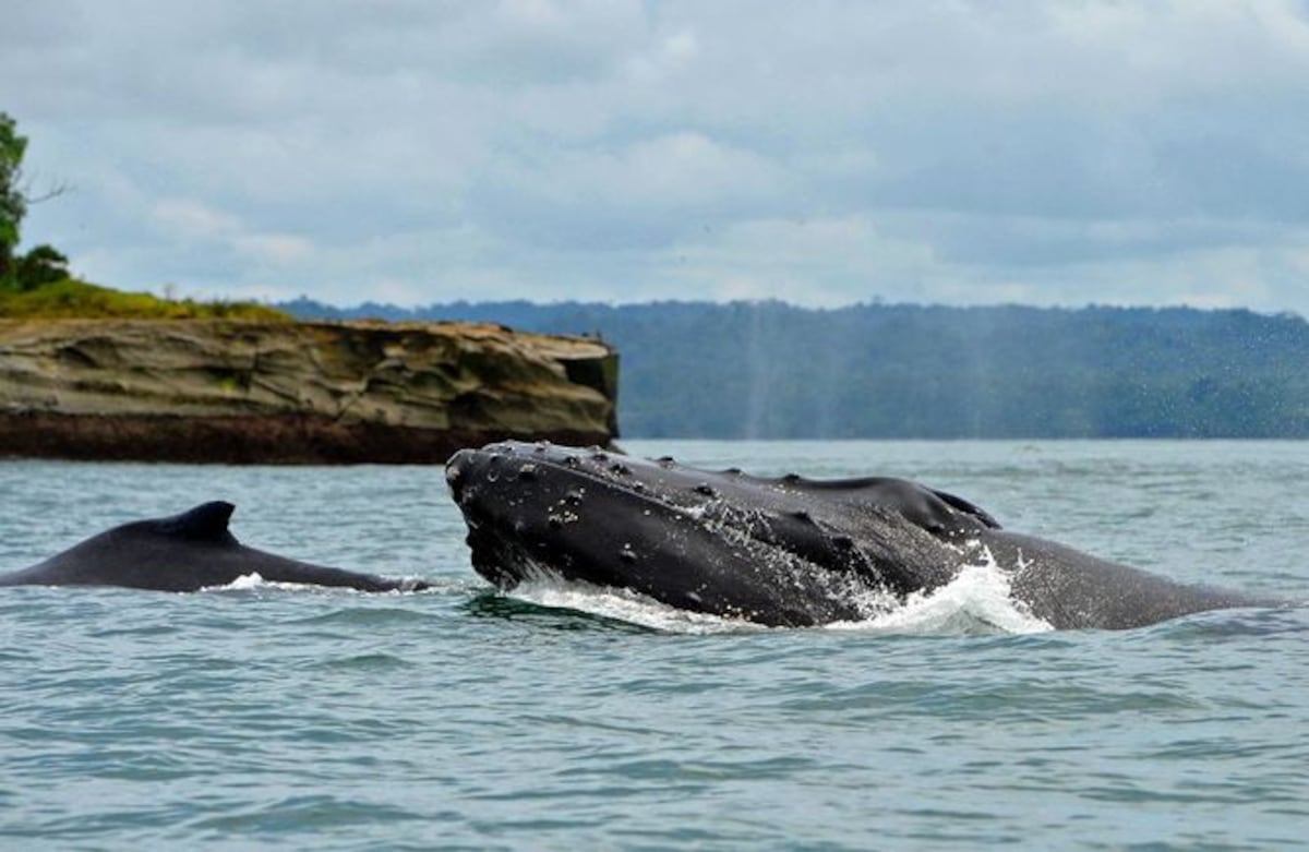 Alemania despliega operativo para salvar a ‘Timmy’, la ballena atrapada en el mar Báltico