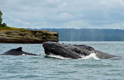 Alemania despliega operativo para salvar a ‘Timmy’, la ballena atrapada en el mar Báltico