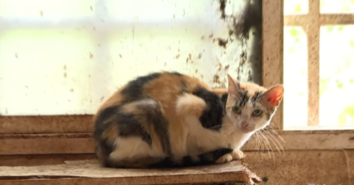 La casa del terror de los gatos. 150 animales rescatados en condiciones horribles 