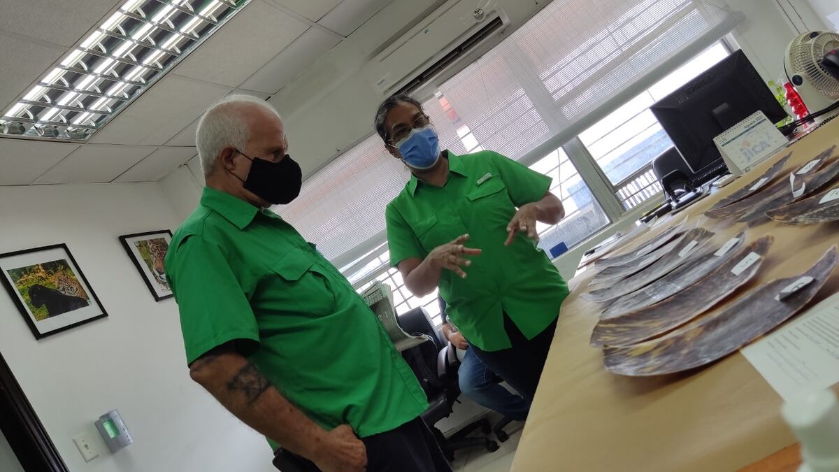 Decomisan 12 caparazones de tortuga Carey dentro de una encomienda, la ley prohíbe su caza