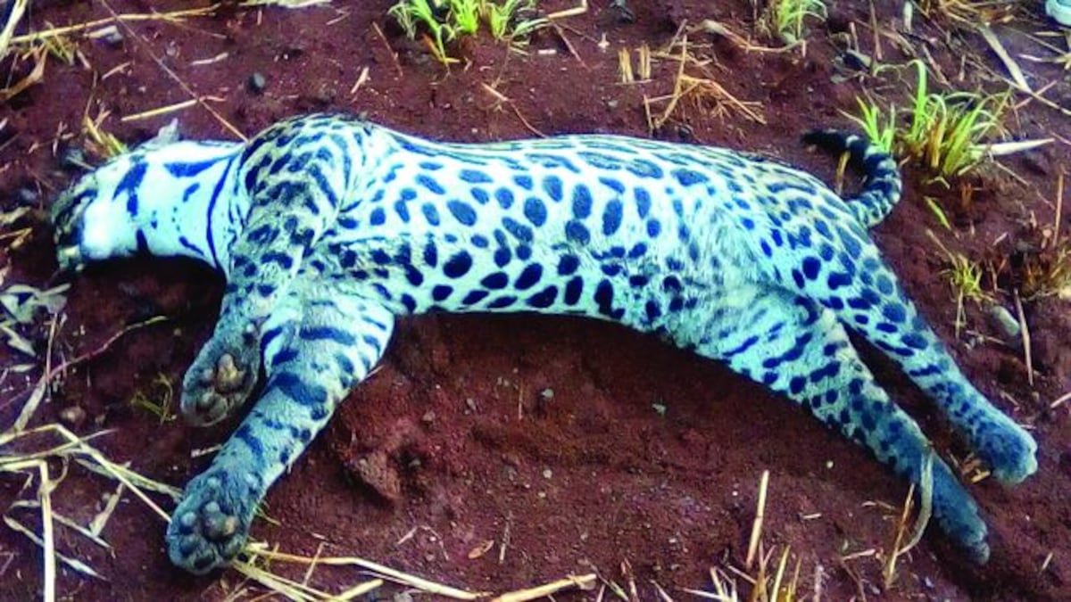 ¡TRISTE! Arrollan a ocelote en Veraguas. El animal está en peligro de extinción 