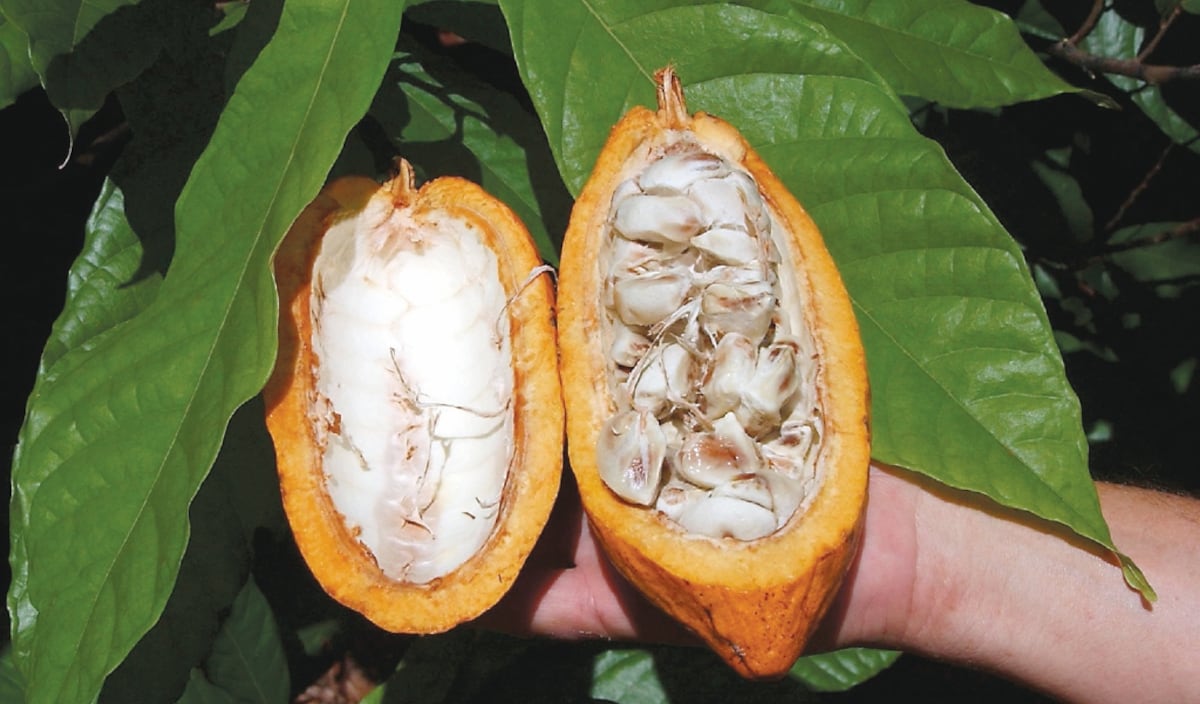 Cacao colonense y bocatoreño tomará rumbos internacionales