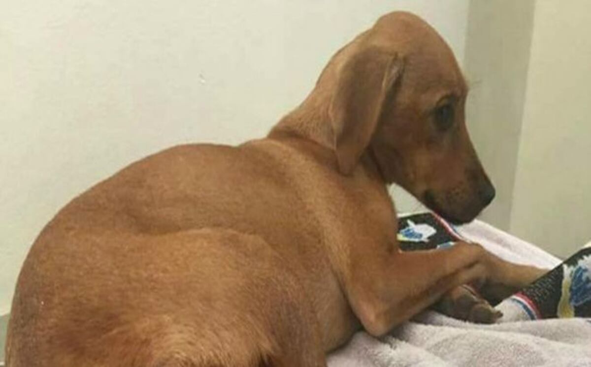 ¡INDIGNACIÓN! Por el caso una cachorra de cuatro meses que fue violada