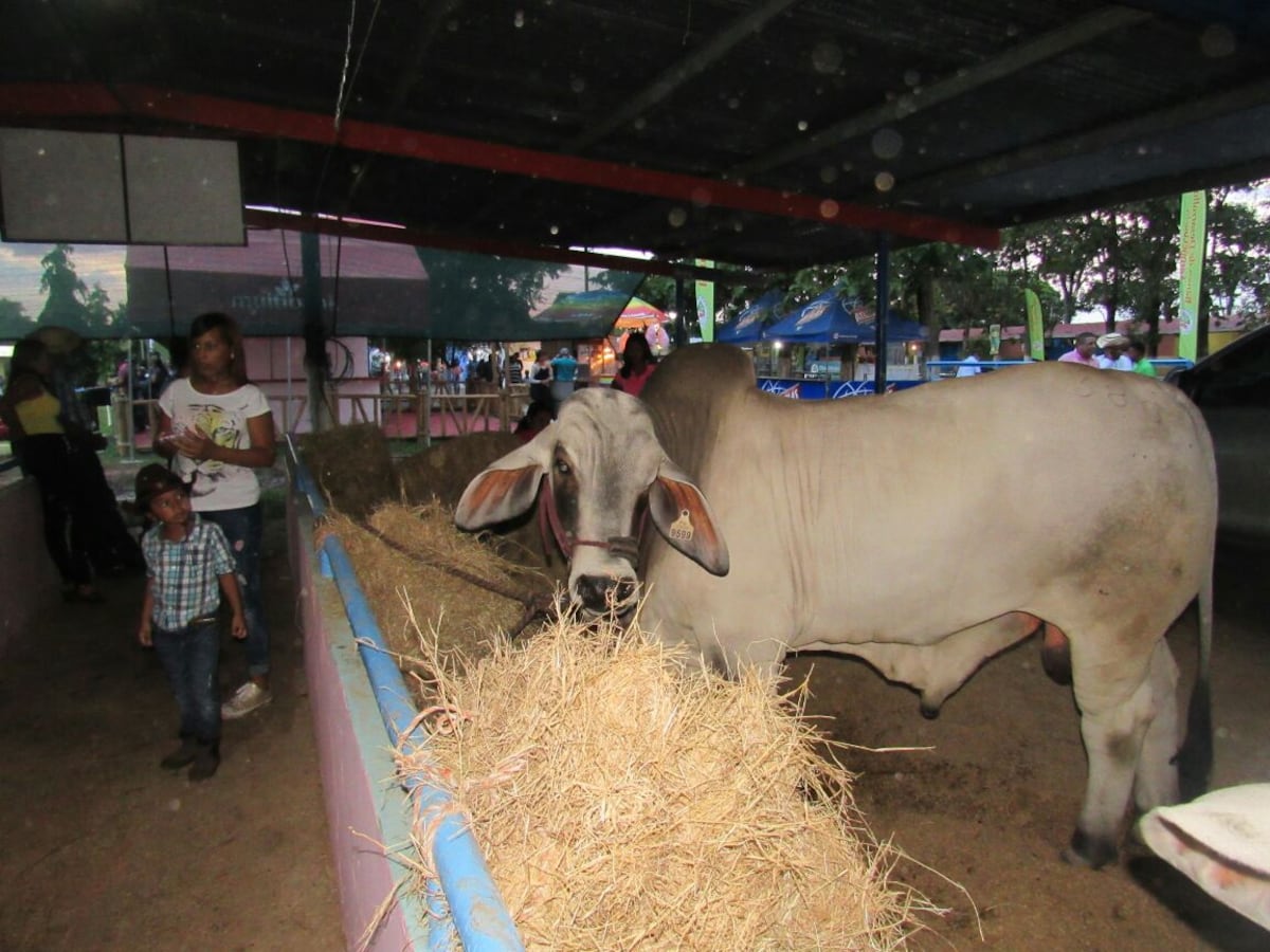 Este miércoles 19 de enero arranca la Feria de San Sebastián de Ocú