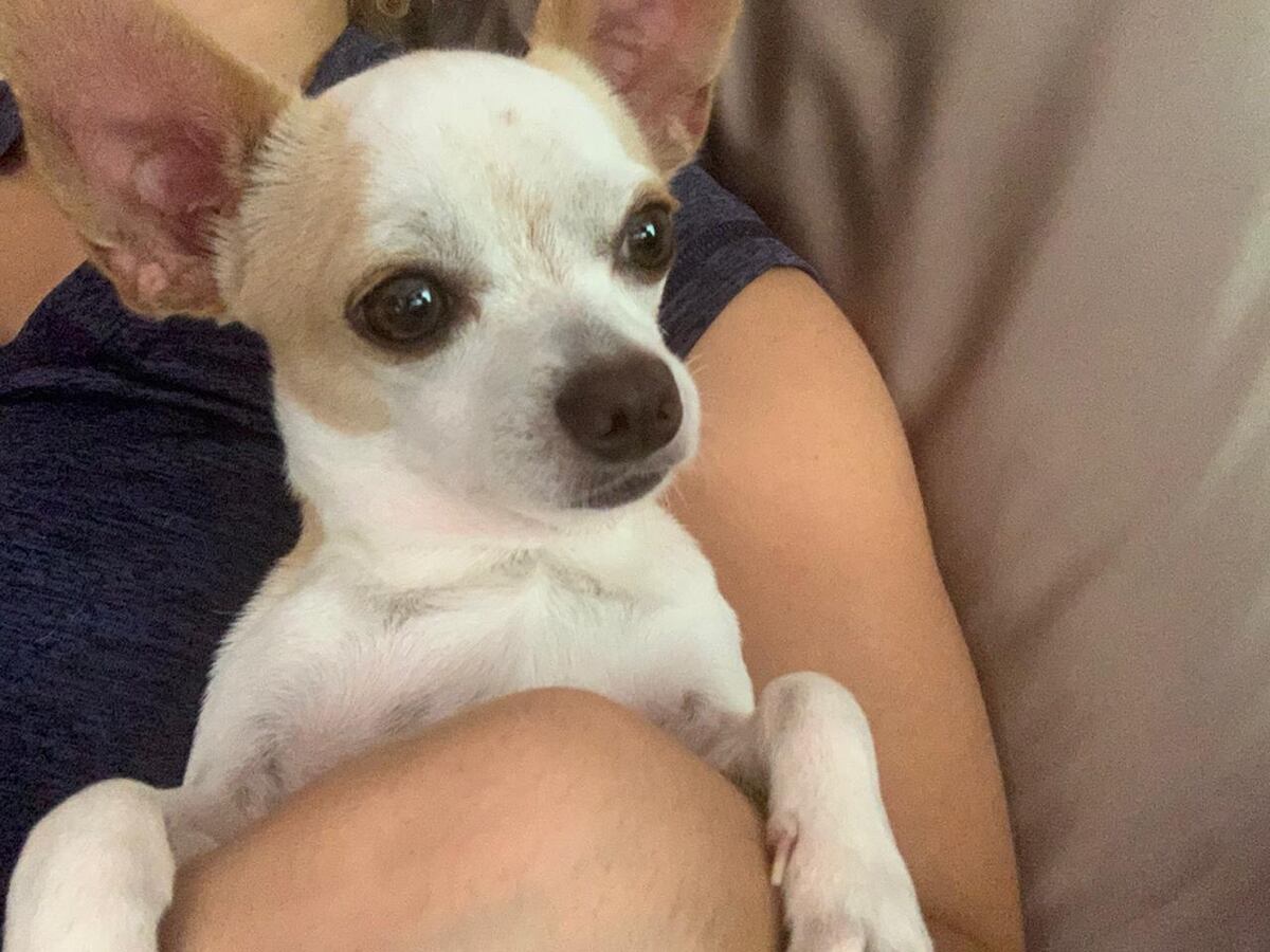 El perrito Duke volvió a morder otros audífonos, solo que ahora recibió besos por su travesura