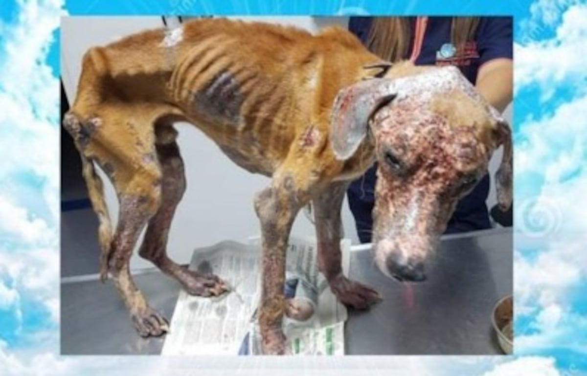 Condenan al dueño de Athens, el perro que murió por maltrato y desnutrición, pero...