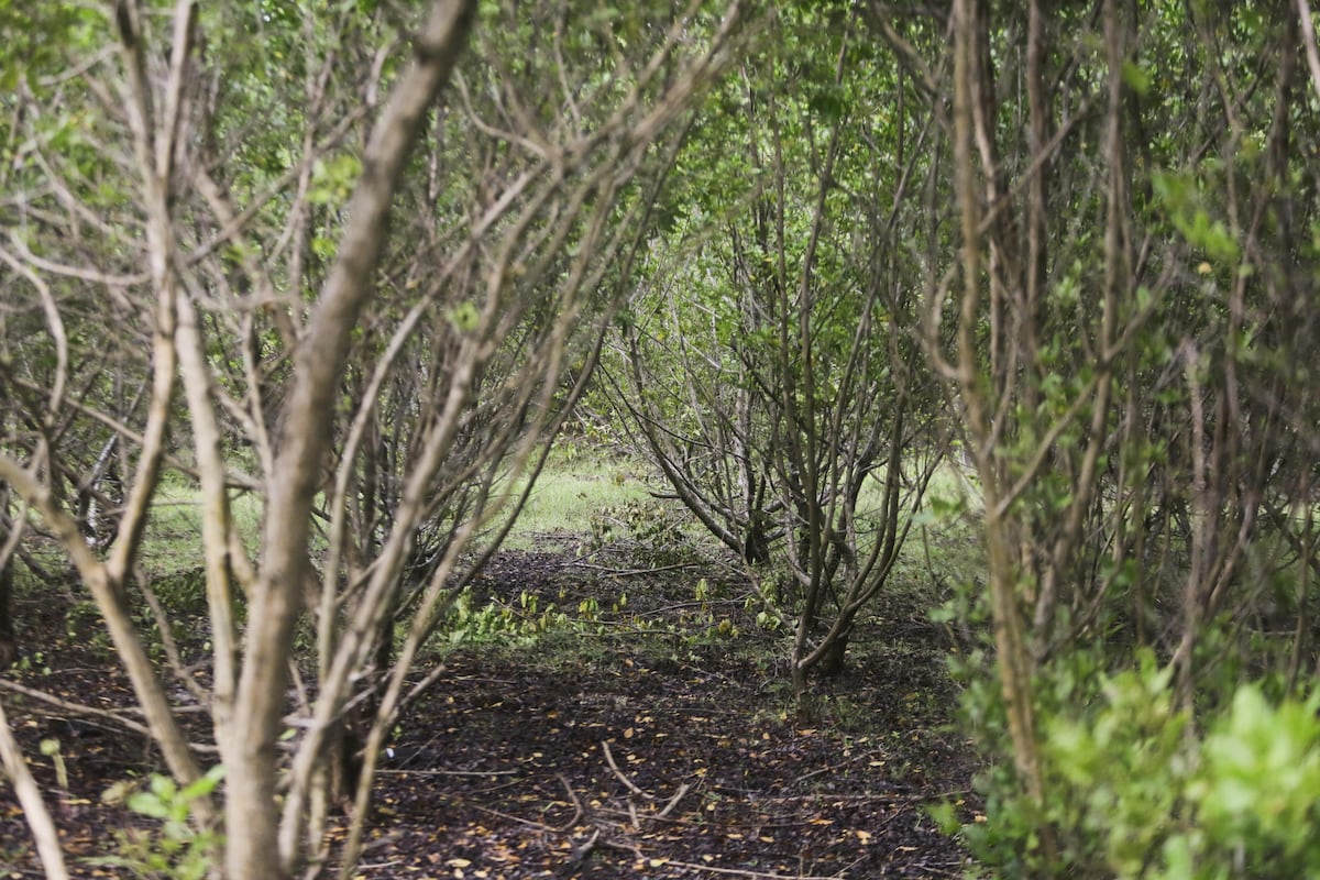 Los manglares regresan a una antigua base de comunicaciones militares de EE.UU. en Panamá
