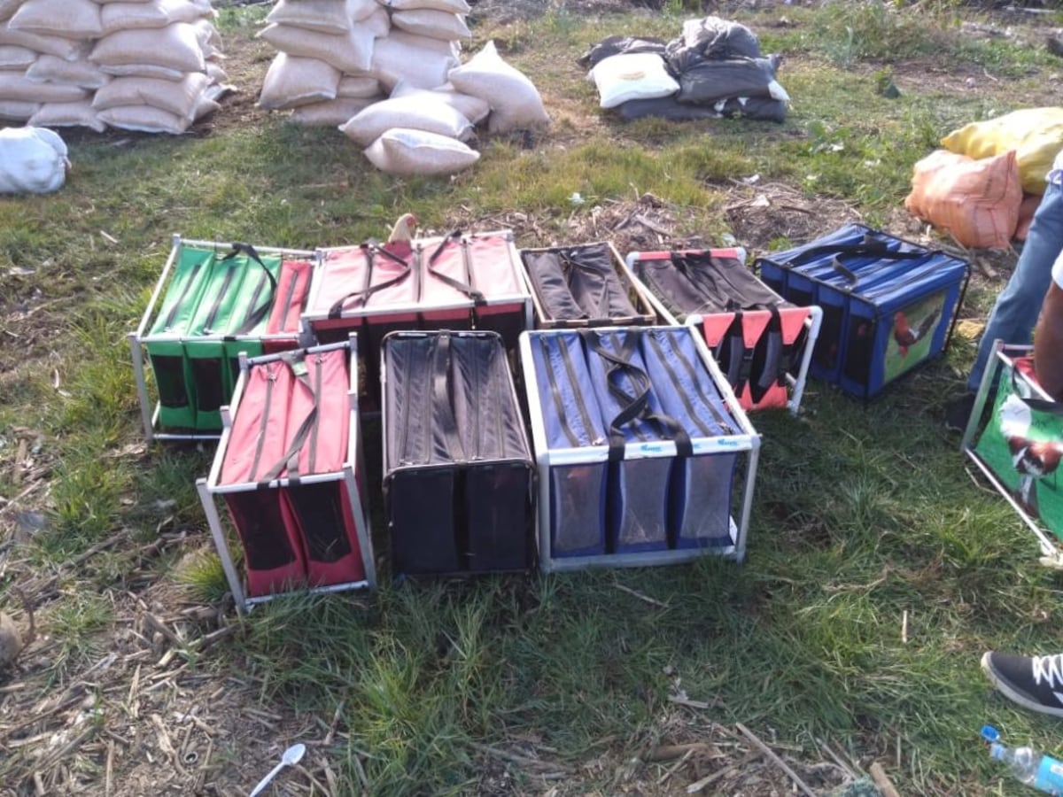 Cuarentena agropecuaria destruye 50 quintales de ñame, hay tres personas aprehendidas