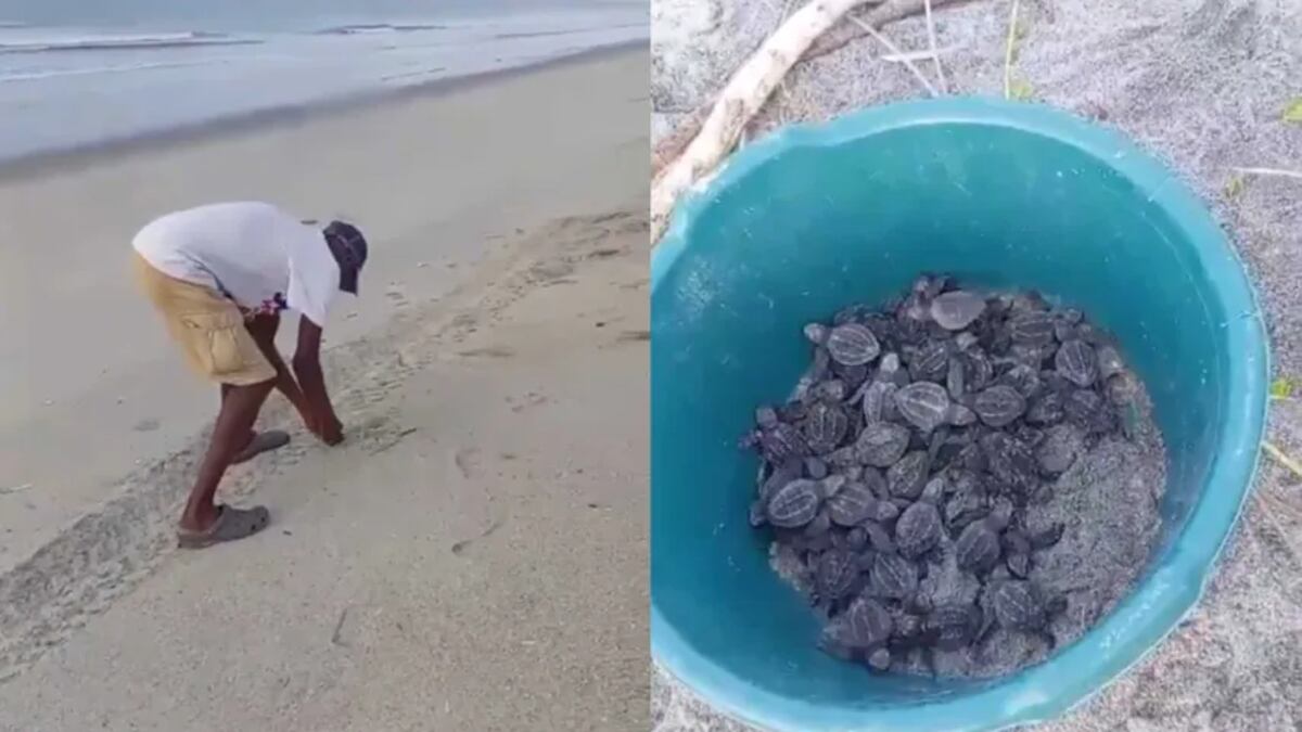Aprehenden a hombre por recoger tortugas recién nacidas en Punta Chame