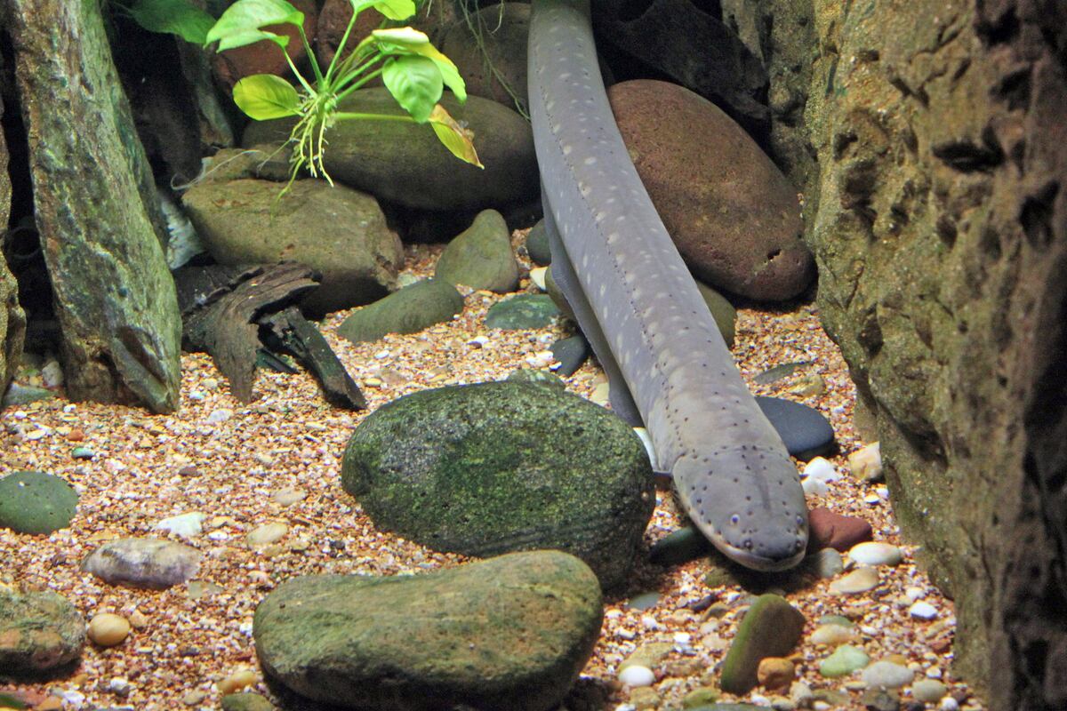 El extraño animal con voltaje letal que podría causarte la muerte