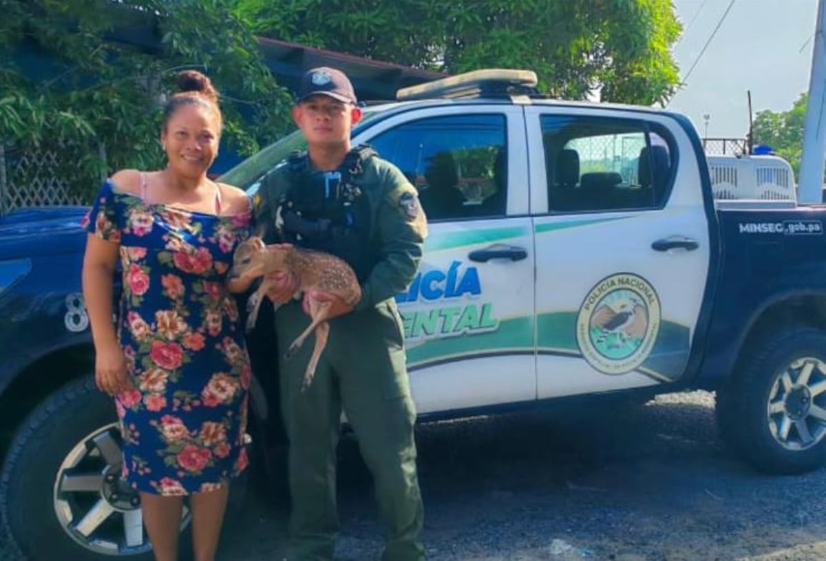 ¿Bambi, eres tú? Venado aparece caminando como si nada en Samaria 