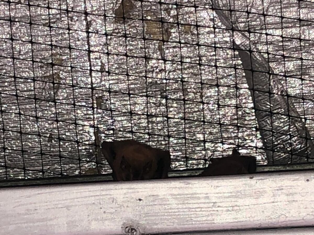 Murciélagos invaden el colegio IPT de Juan Díaz y el Ministerio de Educación, incumpliendo sus promesas