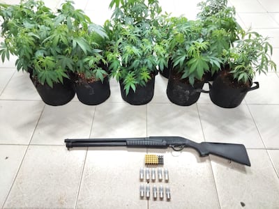Escopeta, municiones y 30 plantones de marihuana: esto le encontraron a un colombiano durante un allanamiento en Vacamonte