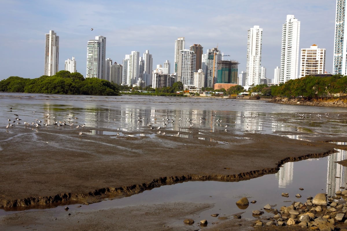 Los Humedales de Panamá Viejo: Un Refugio Natural en la Ciudad