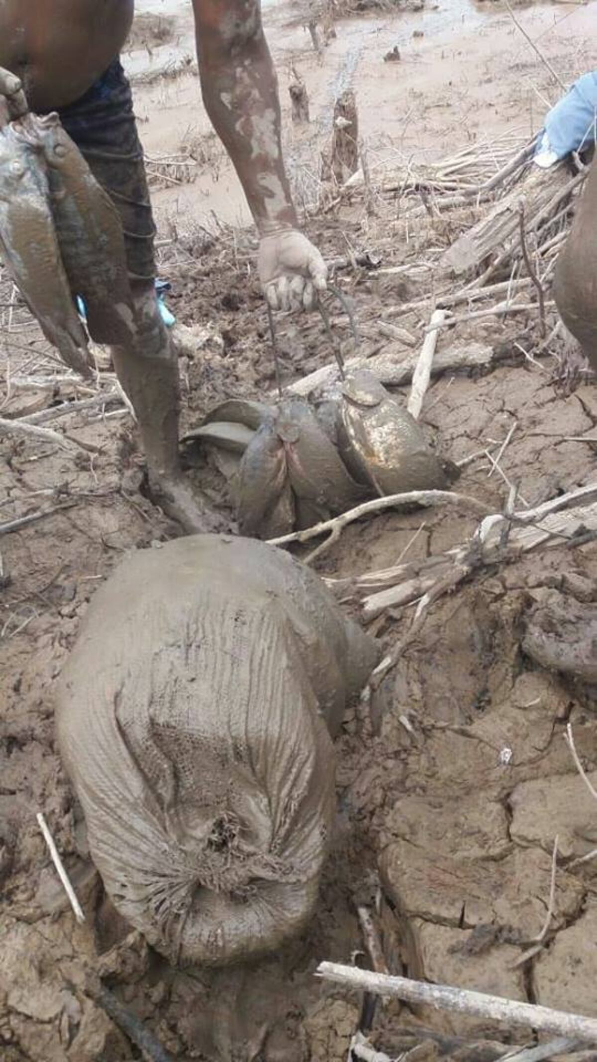 ¿Qué pasó? En Parita y Monagrillo investigan la muerte de cientos de peces