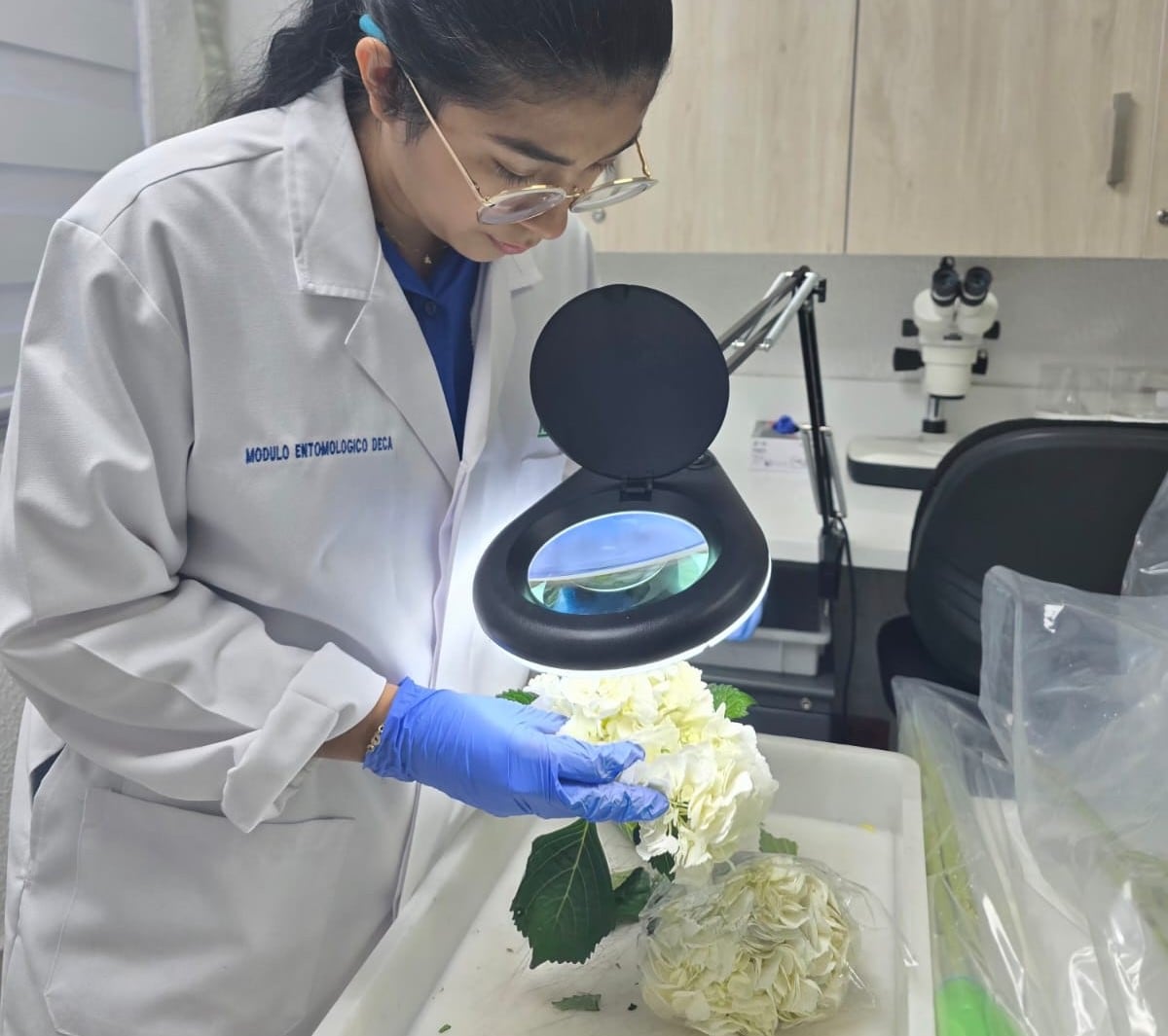 MIDA intensifica revisiones a flores importadas por el Día de la Madre