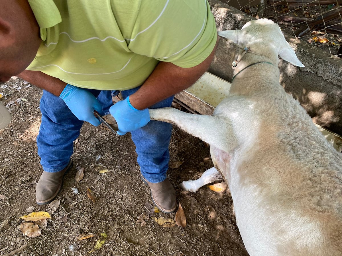 Así cuidan las pezuñas y combaten la anemia en hatos de Azuero