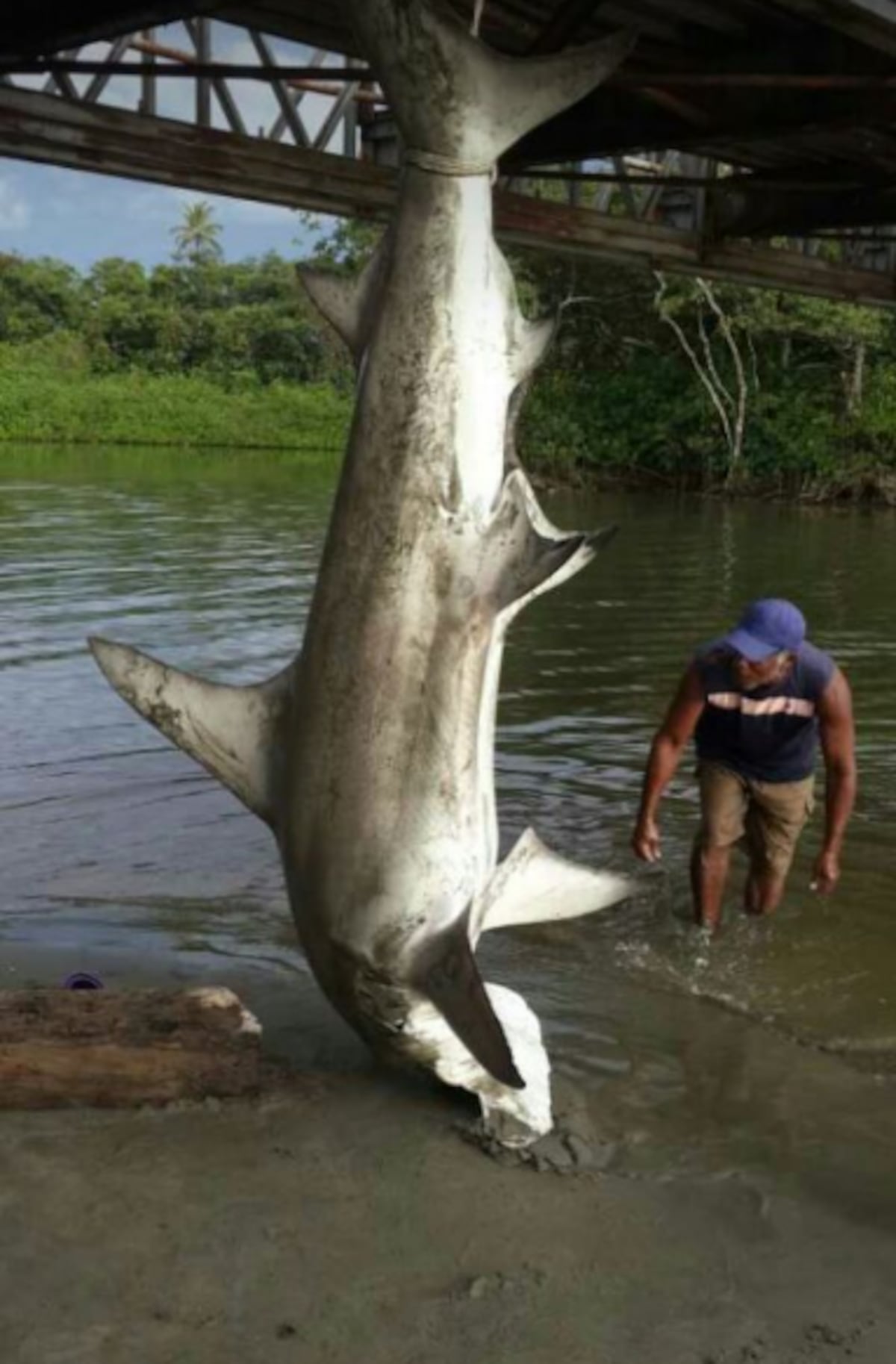 ¡INDIGNANTE! Capturan a tiburón en peligro de extinción y se toman 'selfies'