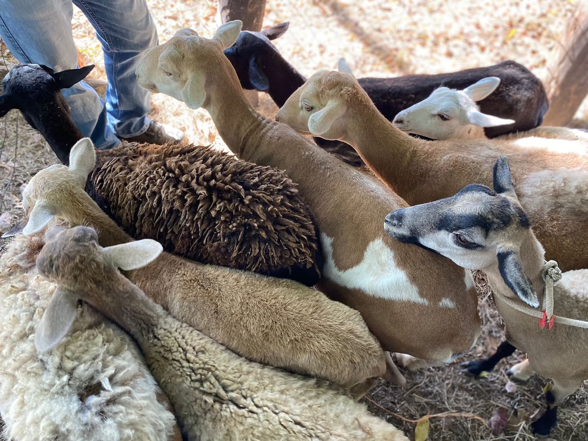 Así cuidan las pezuñas y combaten la anemia en hatos de Azuero