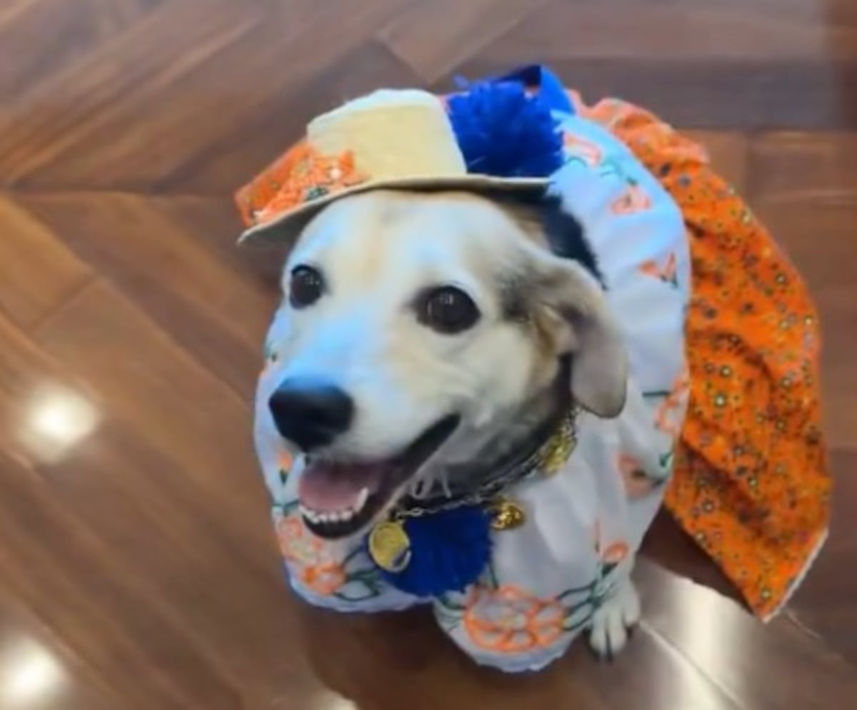‘Tina’, la mascota del ‘Chacalde’ Mayer, causa sensación luciendo el traje típico