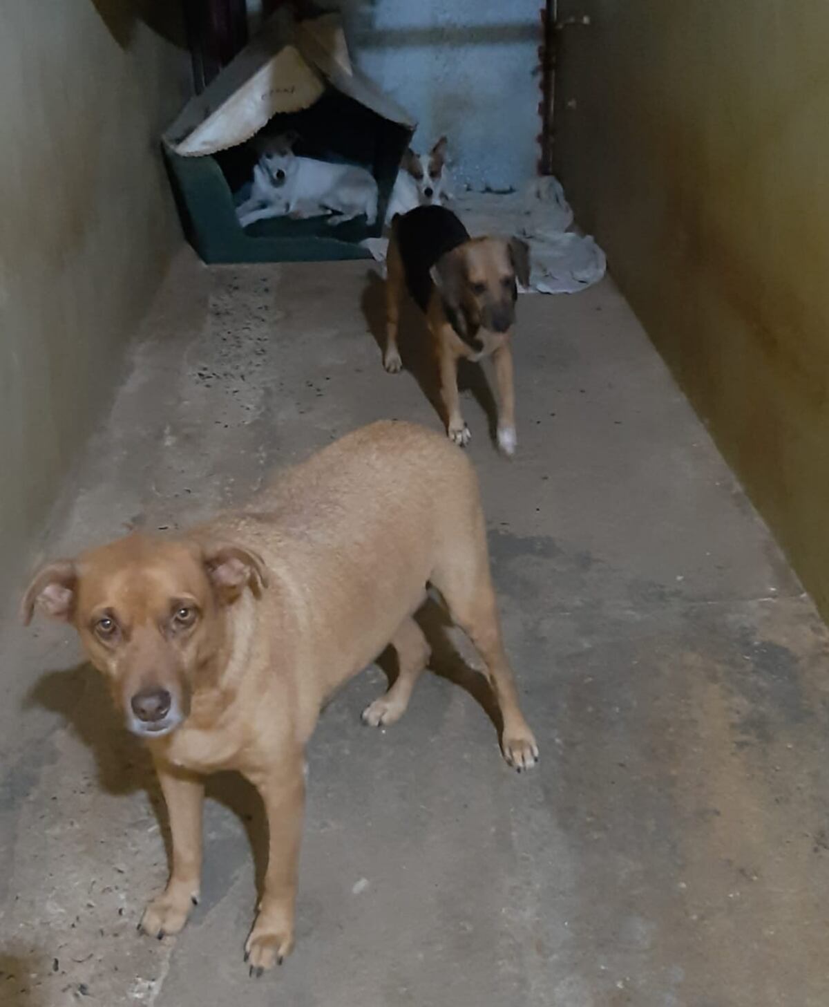 Pretendían que abandonara a sus perros, pero desde un principio se opuso a ese hecho