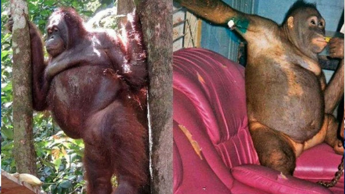 Rescatan a orangutana que era explotada sexualmente en burdel