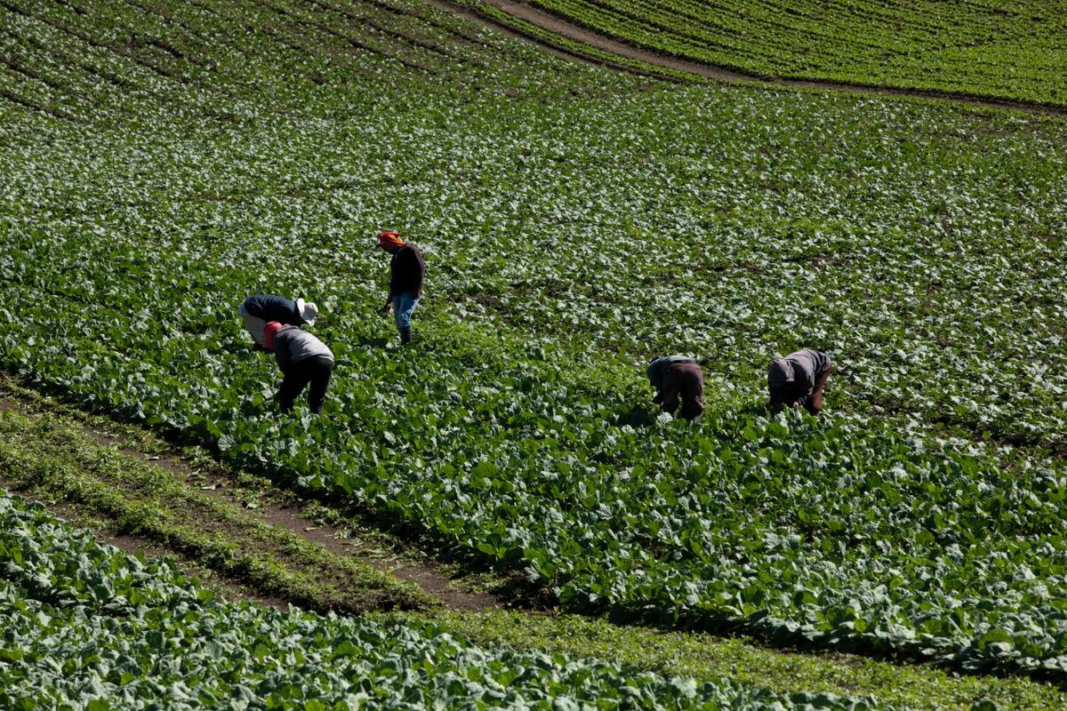 El sector agropecuario es uno de los pocos que creció este año