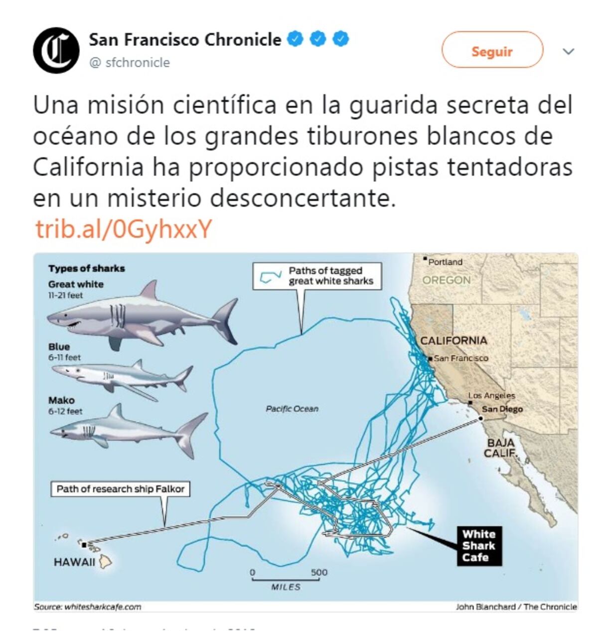Investigadores descubren un área en donde los tiburones blancos concurren