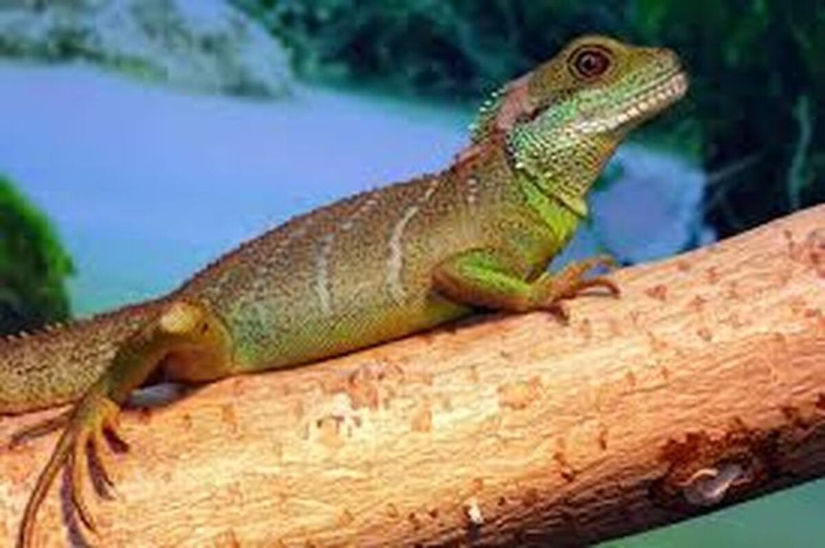 ¡Atroz! Fue multado con miles de dólares por desollar vivo un reptil