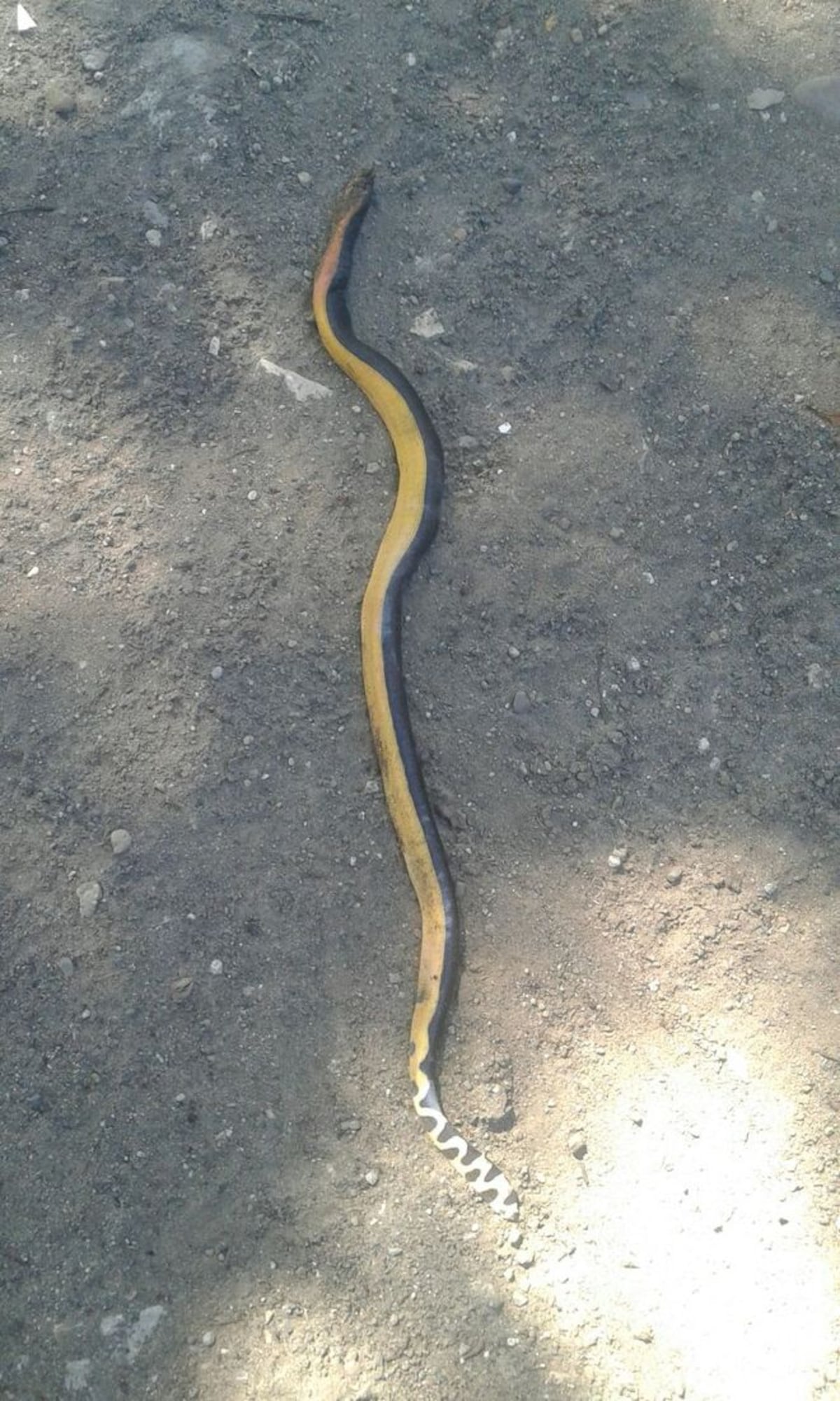 ¡PELIGRO! Confirman presencia de serpientes venenosas en estas playas.Chequea