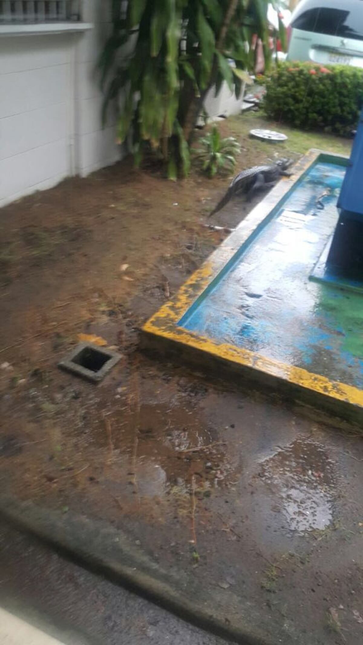 ¡A GUARDAR LAS MASCOTAS! En San Antonio los lagartos salen por las lluvias