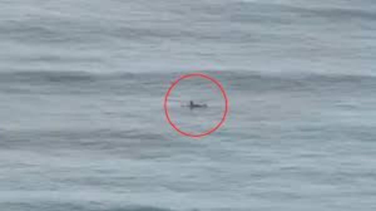 La locura de un surfista en Hawái: se lanza al mar en plena alerta de tsunami