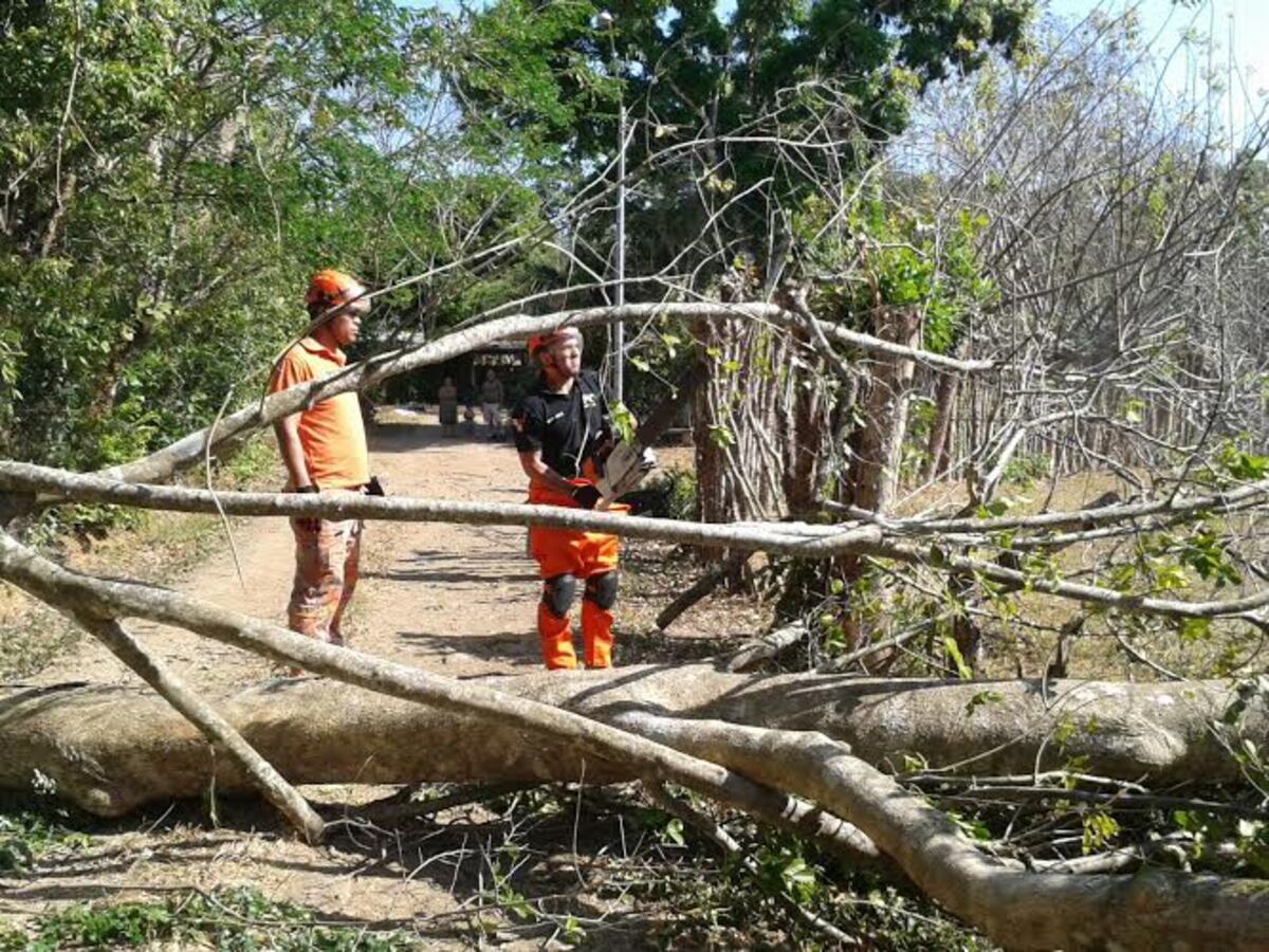 Tala controlada de árboles en Veraguas