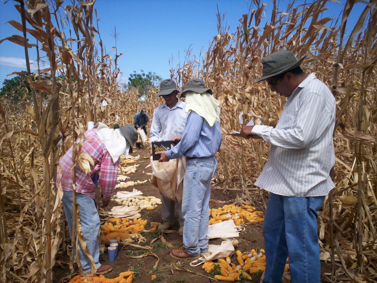  Enhorabuena. Universidad de Panamá entregará reconocimiento a Román Gordón