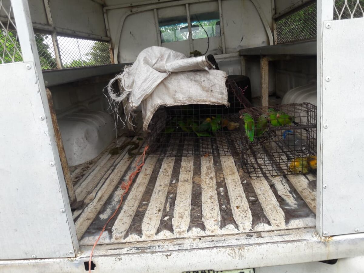 Policía y autoridades del Ambiente rescatan a 18 pericos piquiblanco