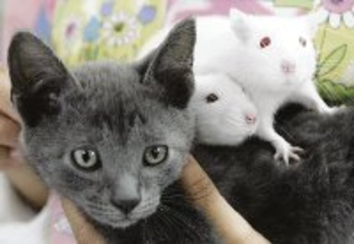 Un gato salva a su dueña de morir en un incendio mientras dormía| VIDEO