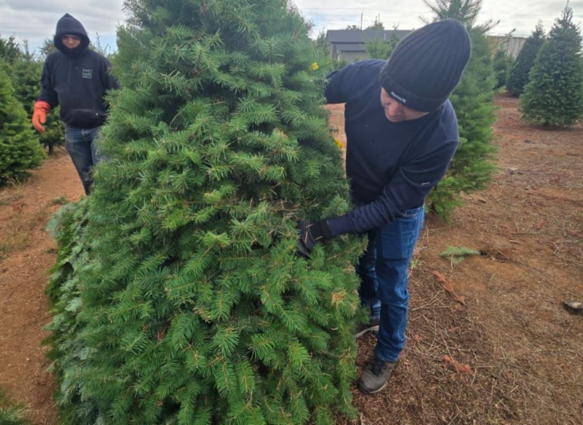 Navidad en camino: los primeros cargamentos de pinos ya están aquí