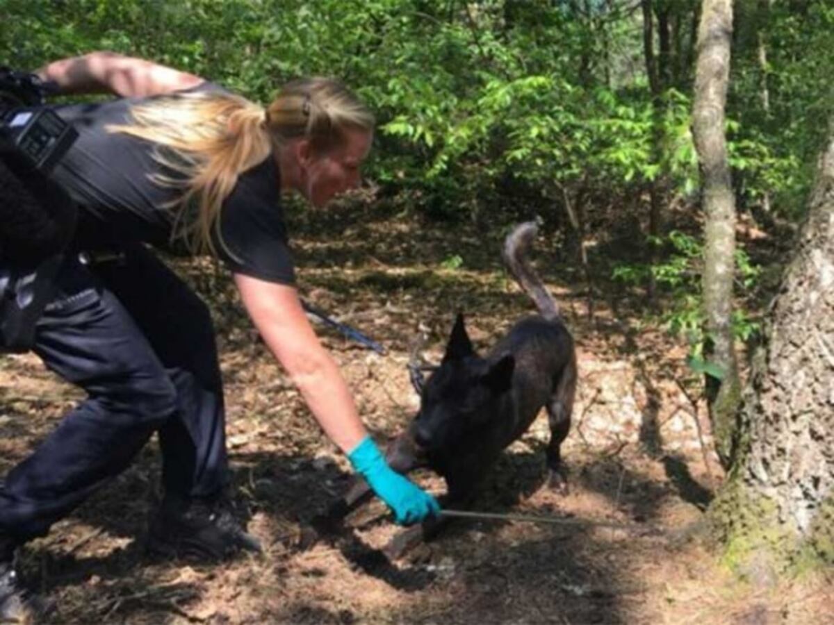 Cazan a violadores con perros rastreadores... de esperma