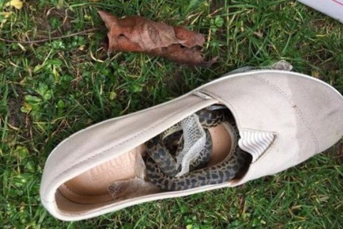 Serpiente australiana viaja casi 15 mil kilómetros en el zapato de una turista