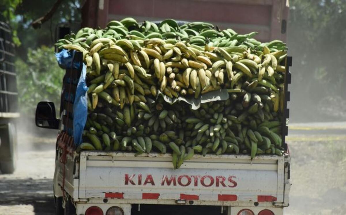 Contrabando de plátanos afecta a productores   