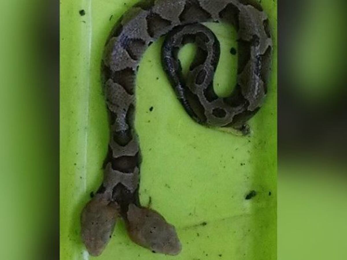 Exhiben serpiente con dos cabezas 