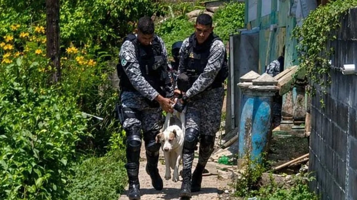Violencia alcanza a los animales. Perrito herido de bala en San Miguelito y dos menores aprehendidos tras detonaciones
