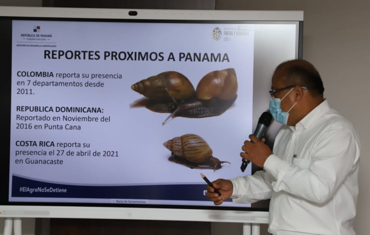 Panamá en estado de alerta ante la proximidad de caracol gigante africano