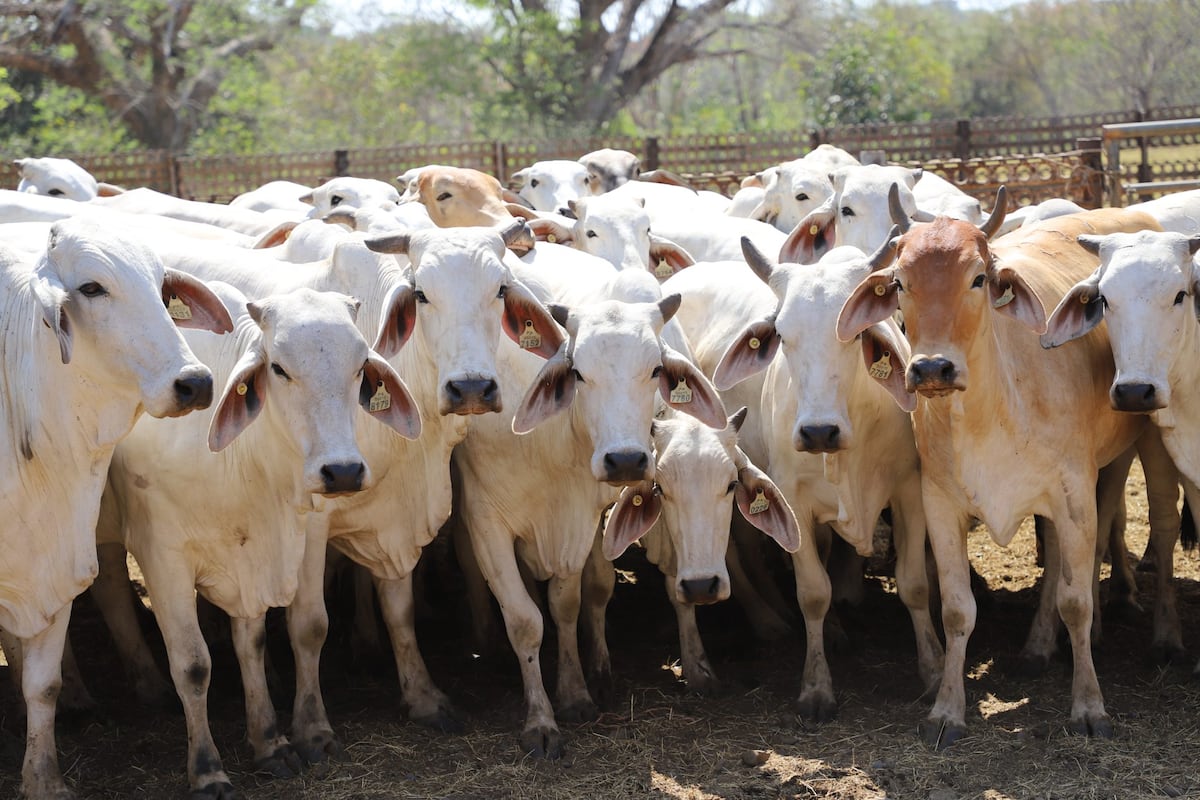 ‘Vacas locas’ bajo control: OMSA ratifica Panamá como riesgo insignificante por EEB