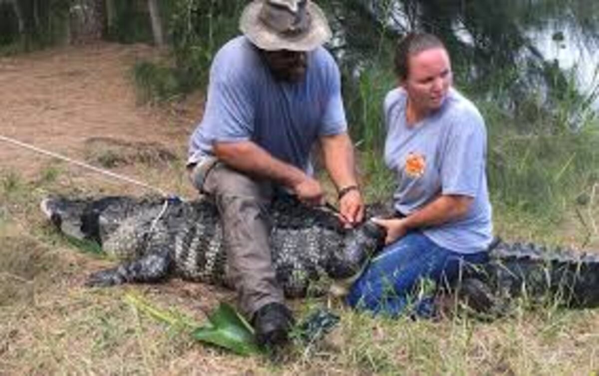 En el estómago de una caimán encuentran brazo de mujer extraviada