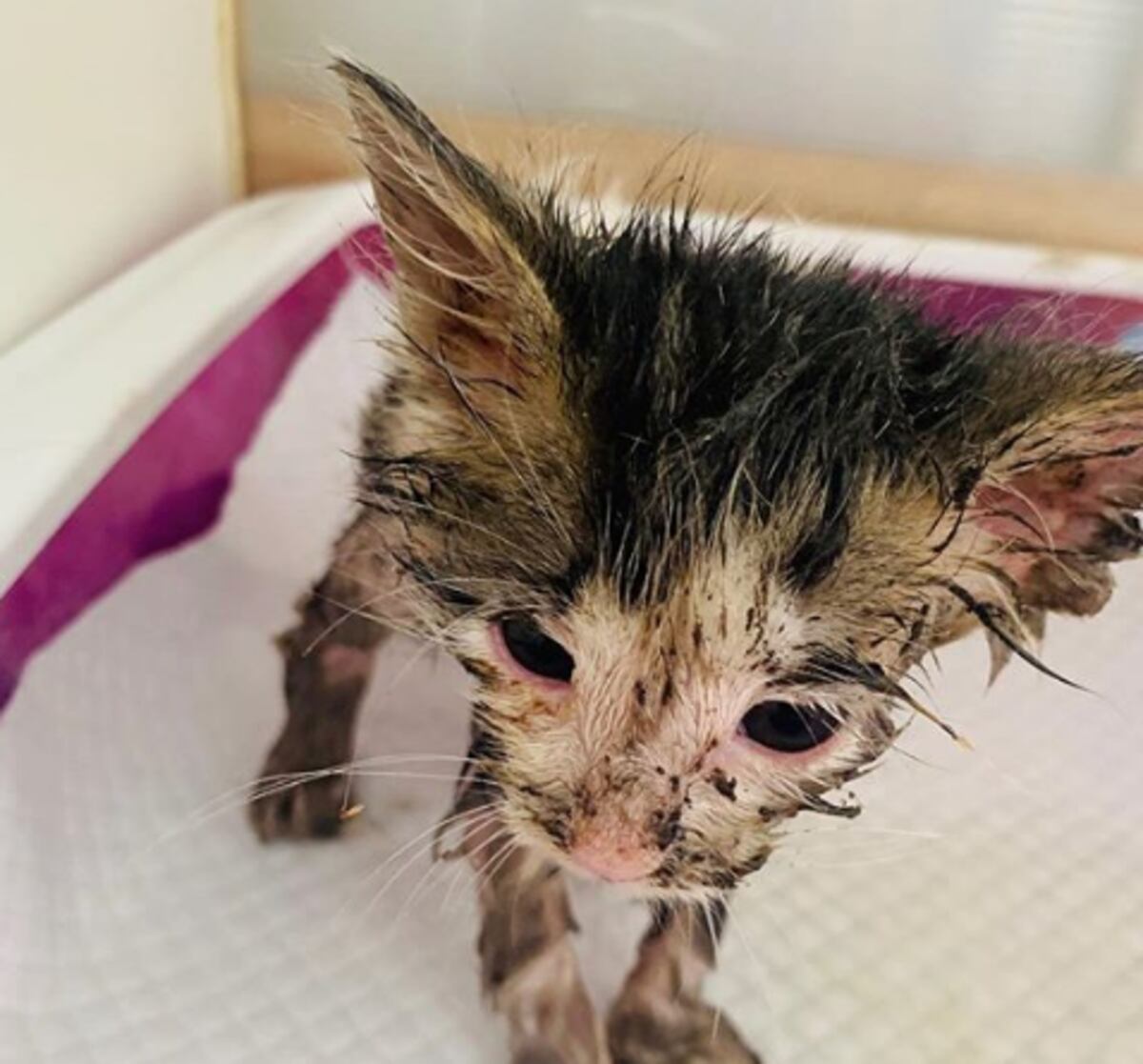 Rescatan a una gatita cubierta con pegamento y plumas y abandonada a su suerte