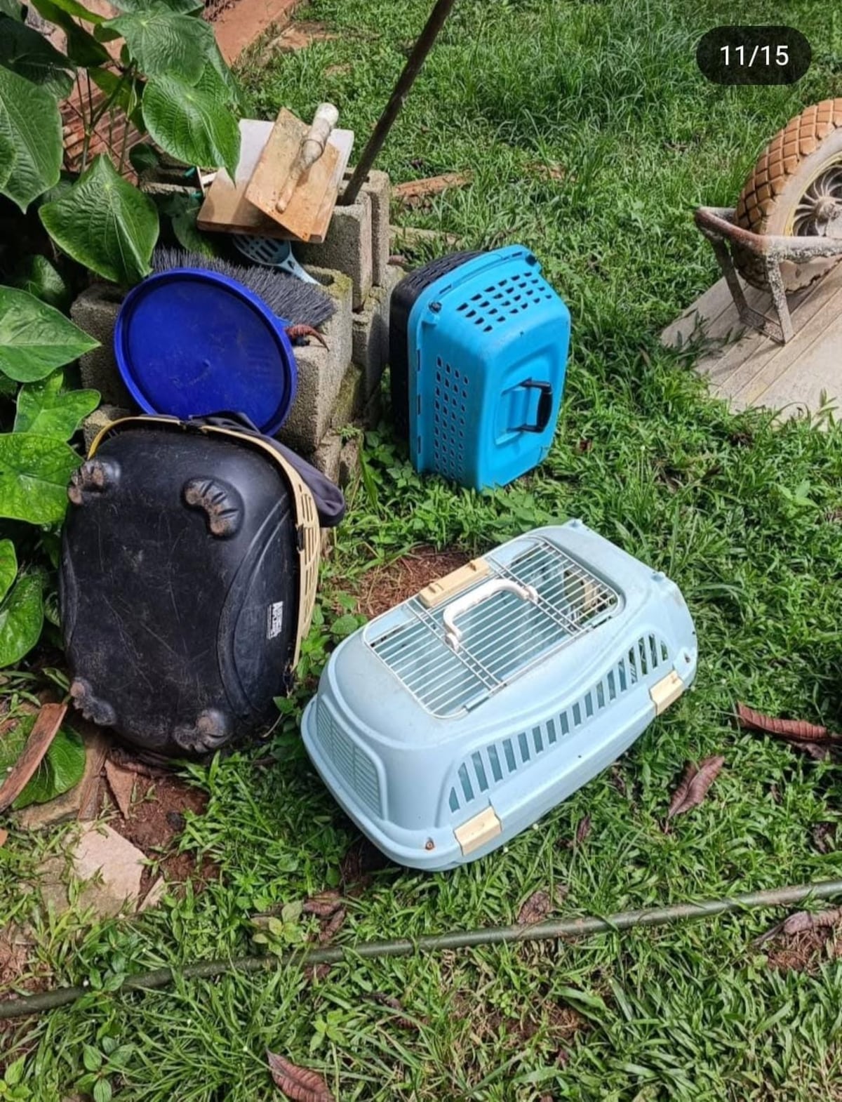 ‘El terror de los gatos’: MOCA Panamá denuncia insostenible maltrato animal de una supuesta ‘fundación’