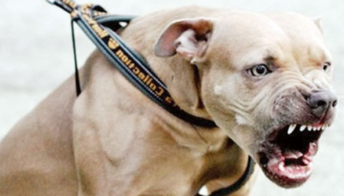 Abuela narra a través del 911 cómo un perro mató a su nietecita de 9 meses