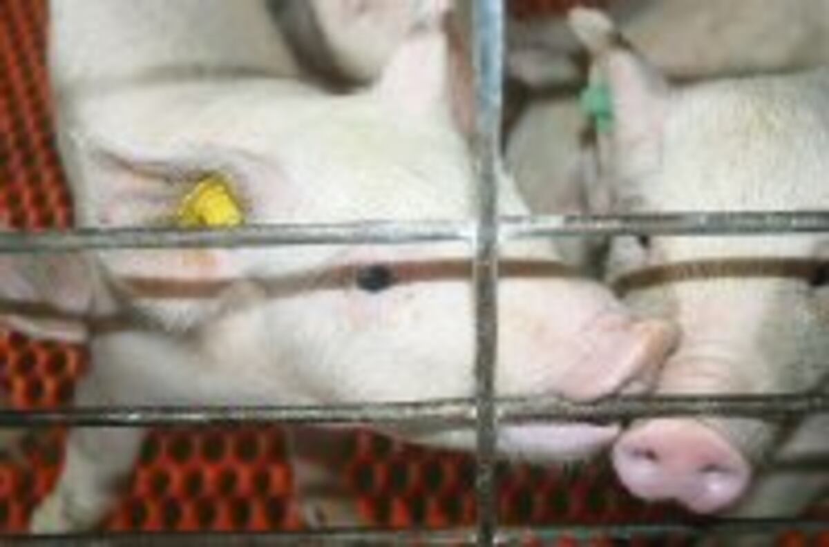 MIDA evalúa la posibilidad de adquirir un incinerador para el aeropuerto de Tocumen